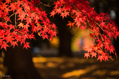 紅葉に惹かれ②