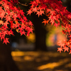 紅葉に惹かれ②