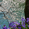 堀の淵で