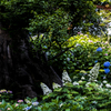 紫陽花の園