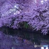 2017-hakata-sakura1