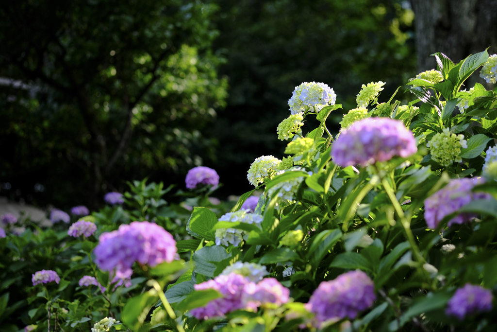 白山神社の紫陽花３