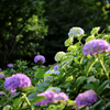 白山神社の紫陽花３