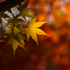 紅葉に惹かれ