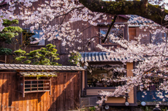 京都の春の思い出④
