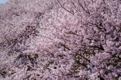 春めき桜５