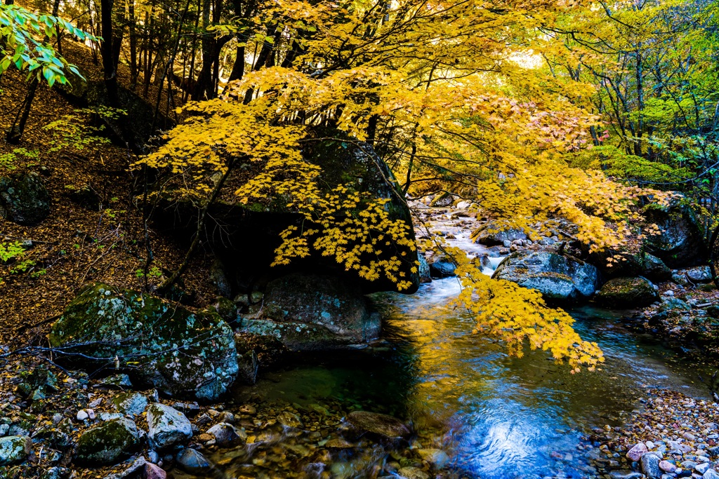 渓谷の紅葉