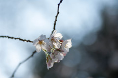 2014sakura4