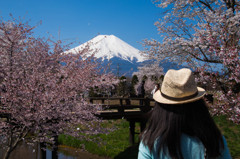 私も富士山が好きです！