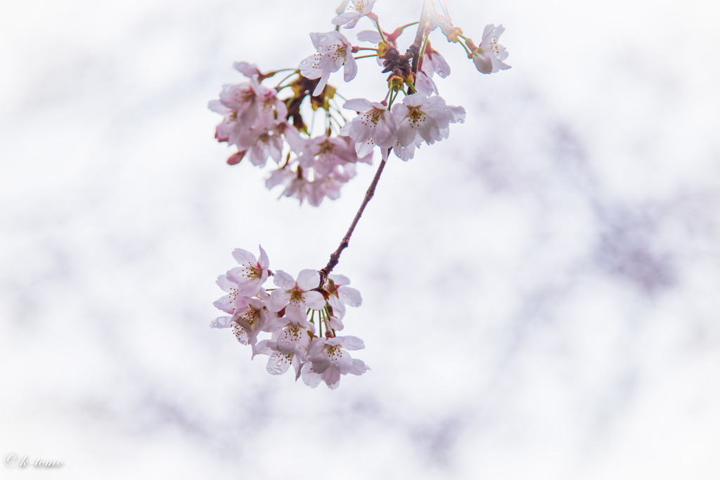 桜＿雨が降っても