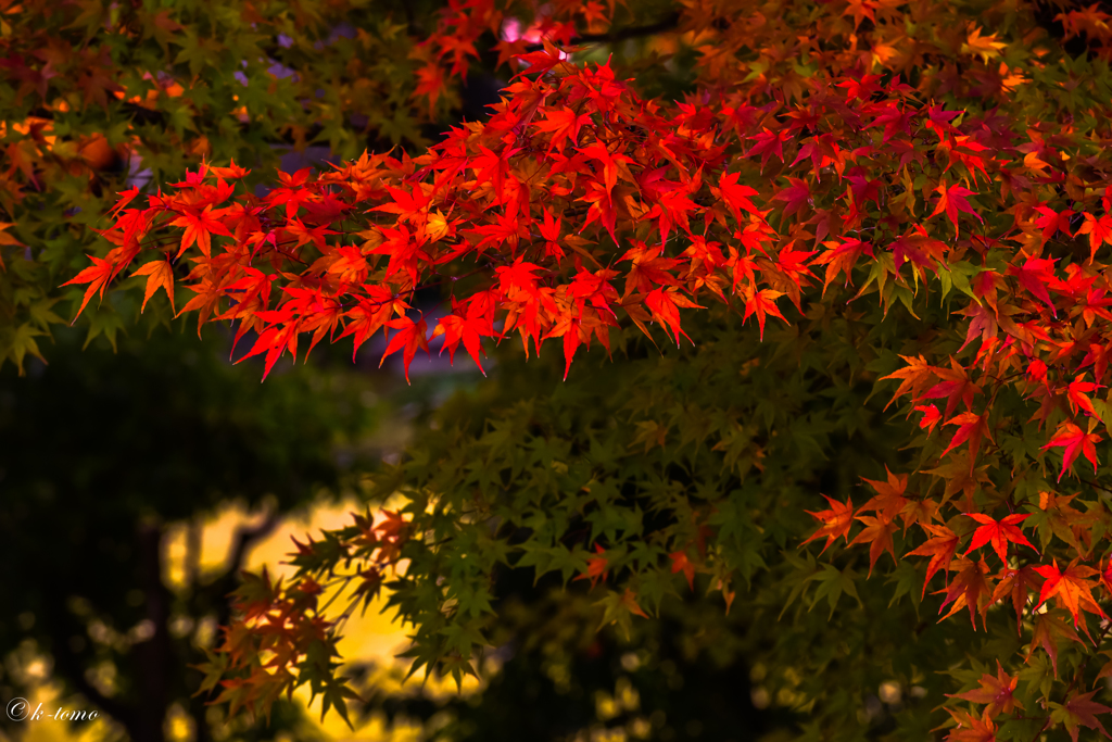 会津の紅葉