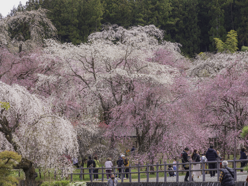 清雲寺の枝垂れ桜たち