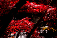 昇仙峡の紅葉⑤