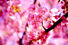 河津桜2013-1