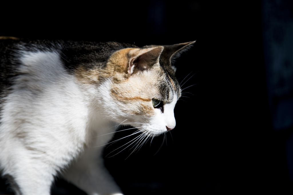 神主となった猫