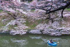 千鳥ヶ淵咲き始め