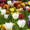 250420_公園のチューリップ⑥