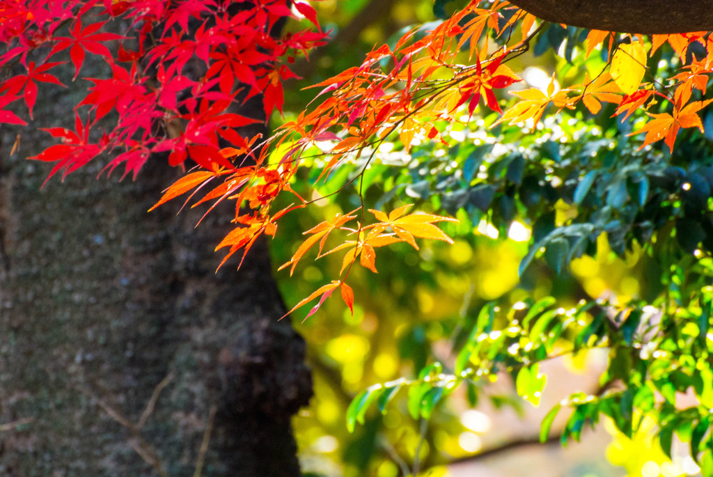 紅葉最終局面3
