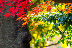 紅葉最終局面3