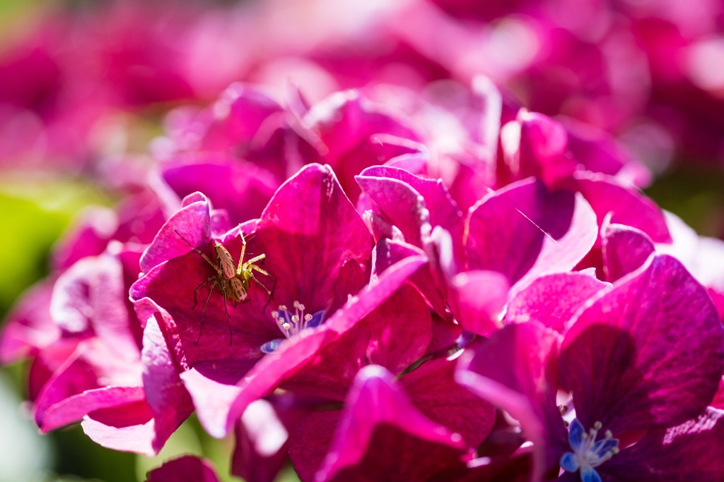 2019紫陽花