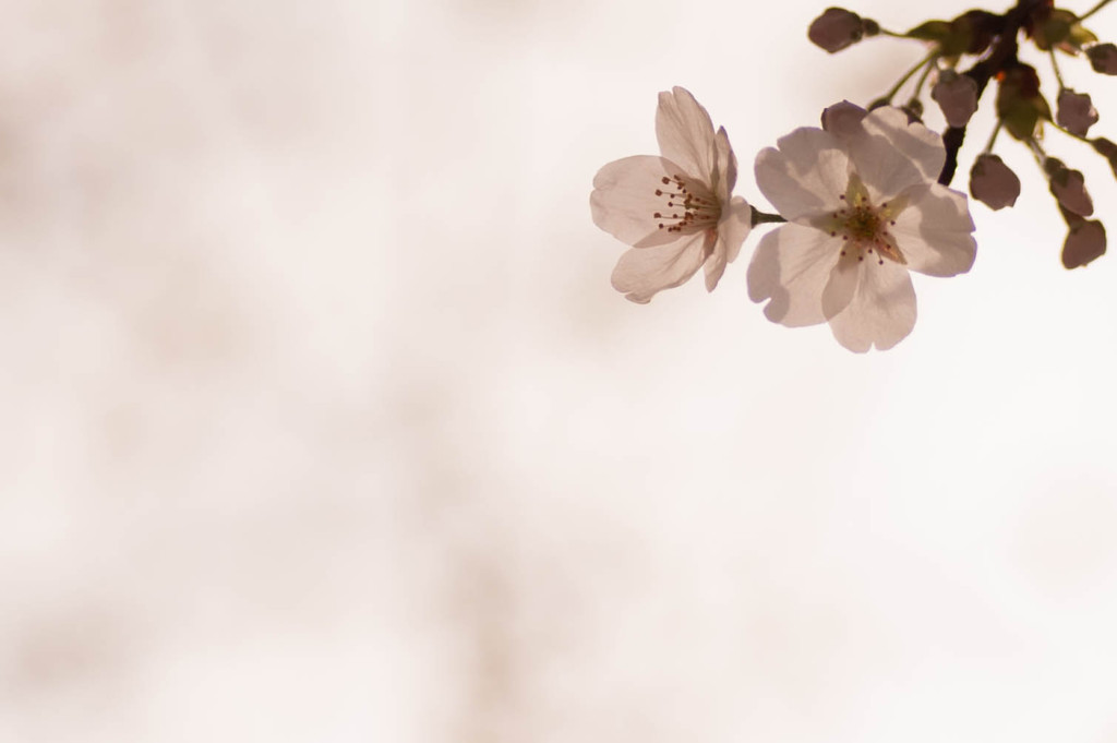 2014_桜〜まだまだこれから