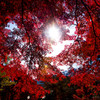 紅に魅