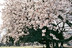 大きな桜の樹の下で