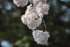 浮間船渡の神社