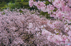 桜の思い出