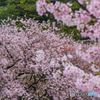 桜の思い出