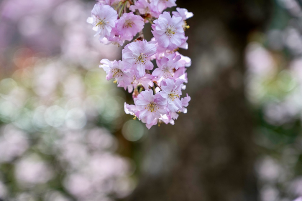 薄いピンクの枝垂れ桜