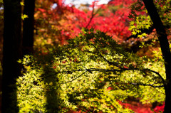 緑と紅と