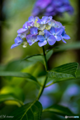 2017紫陽花13