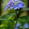 2017紫陽花13
