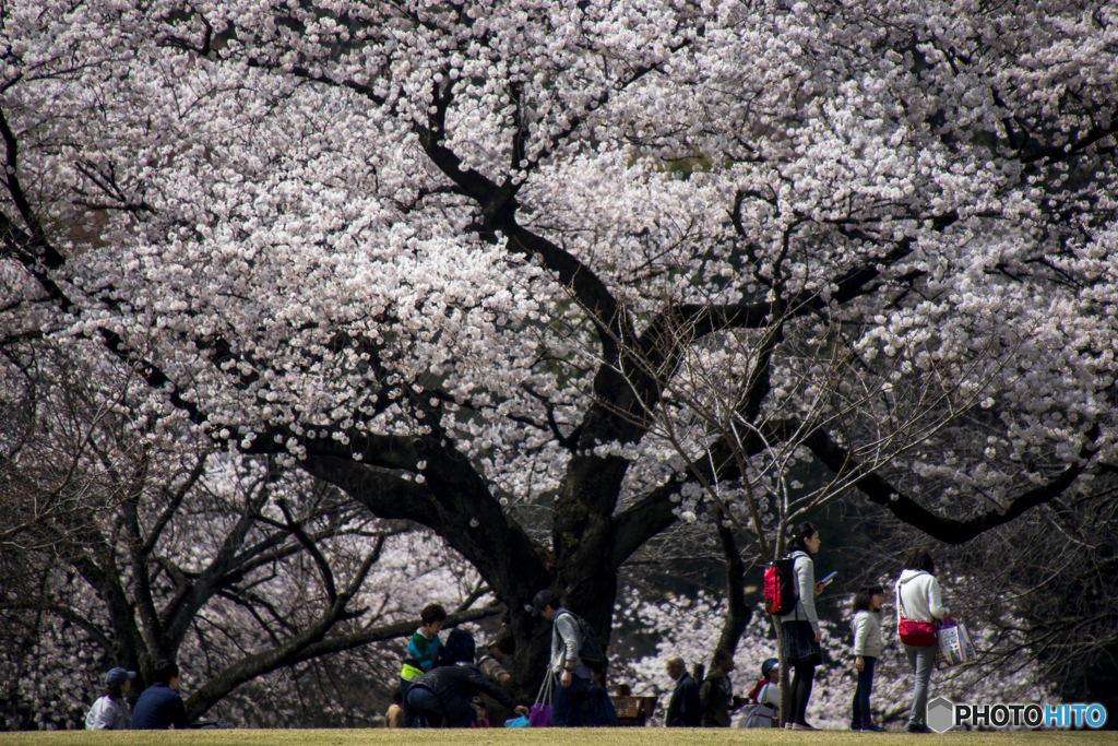 2018_桜８