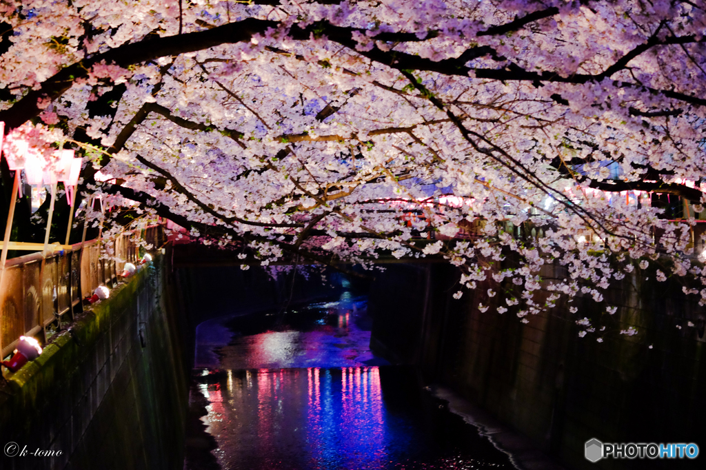 目黒川の夜桜＿２