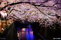 目黒川の夜桜＿２