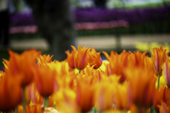 250420_公園のチューリップ②