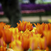 250420_公園のチューリップ②
