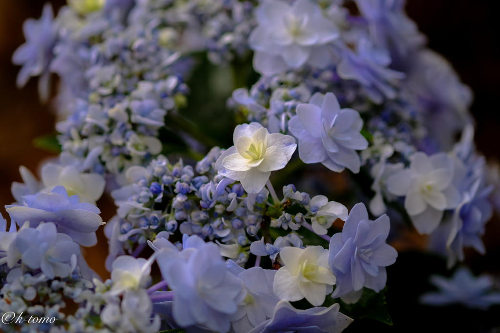 2017紫陽花3