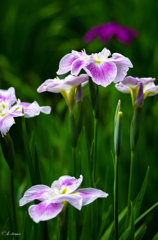 小石川の菖蒲②