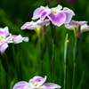 小石川の菖蒲②