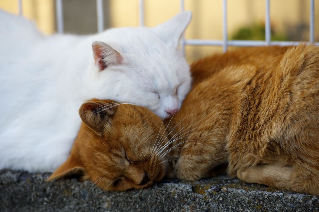 猫