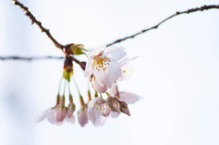 2014sakura3