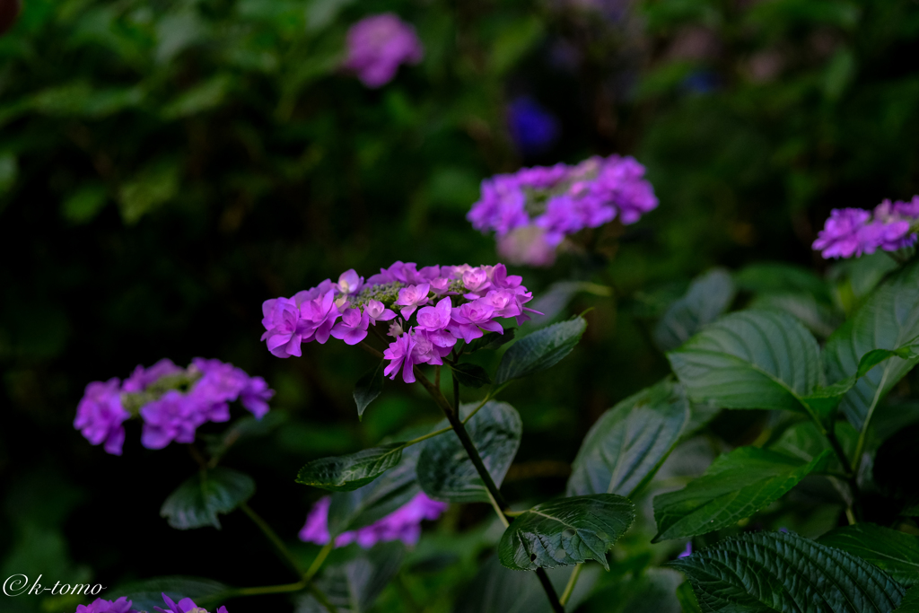 2017紫陽花２