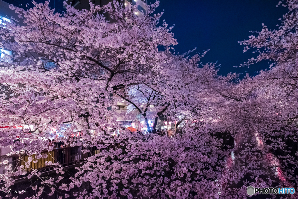 目黒川の夜桜＿１