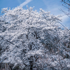 武田の桜