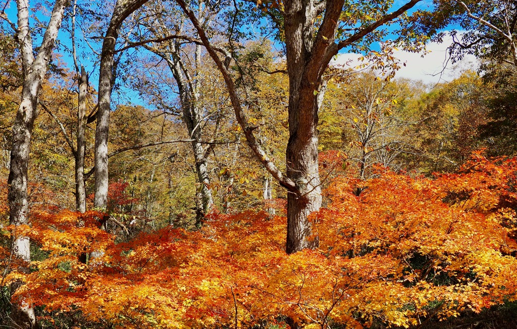 紅葉の木