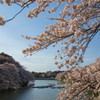 2014sakura18