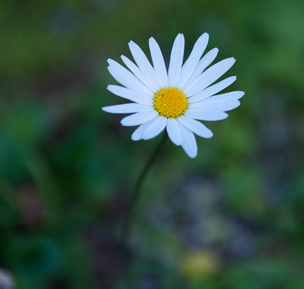 花一輪